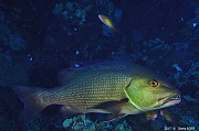 Lutjanus bohar Safaga Tobia Soraya-9m-20171122-Denis-ADER-DSC_3485_tn